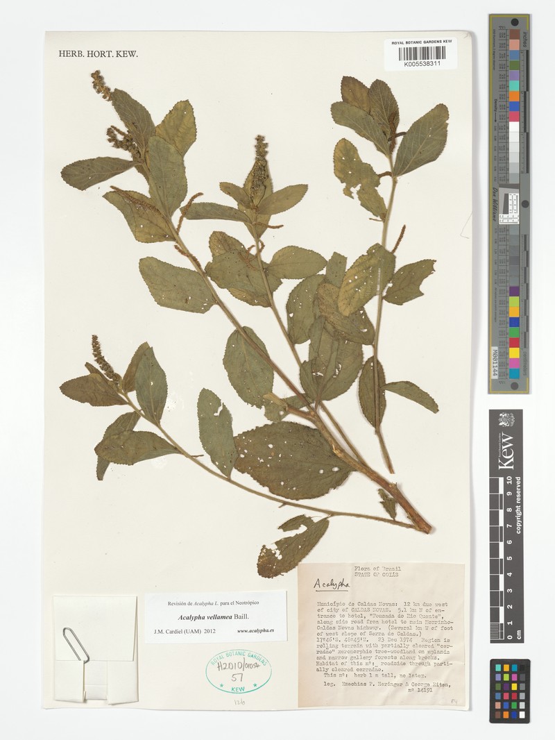 Acalypha velamea photo 3