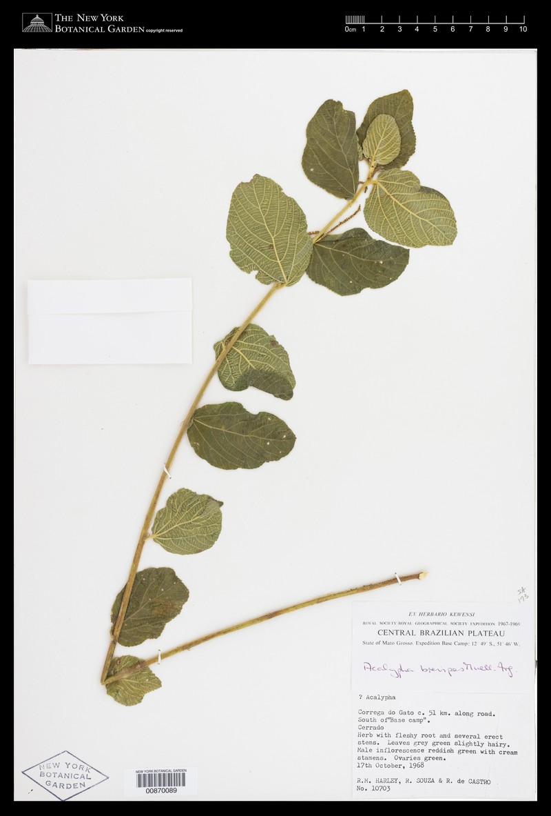 Acalypha velamea photo 4