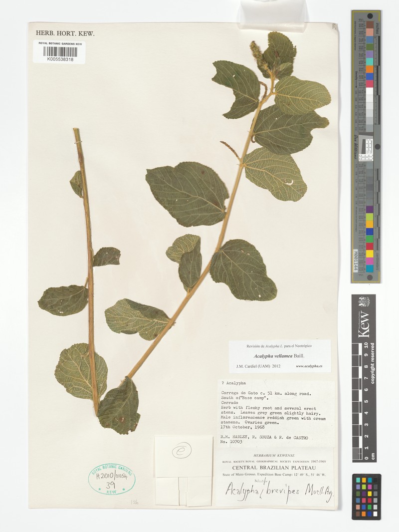 Acalypha velamea photo 5