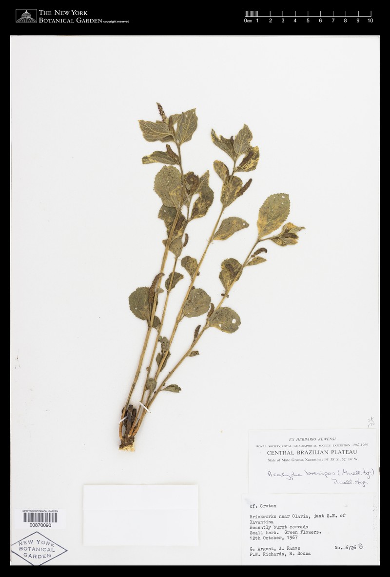 Acalypha velamea photo 6