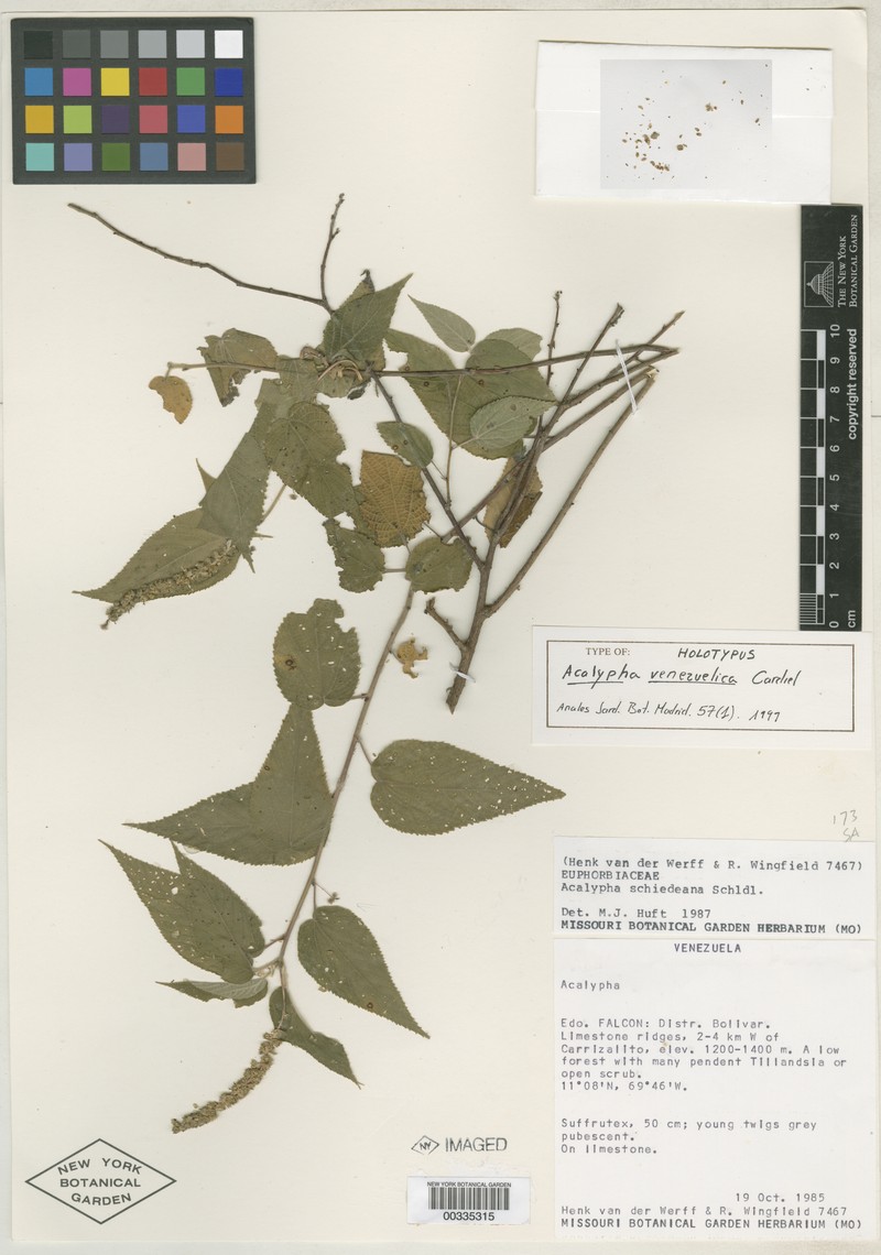 Acalypha venezuelica