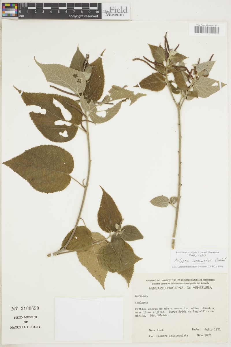 Acalypha venezuelica photo 2
