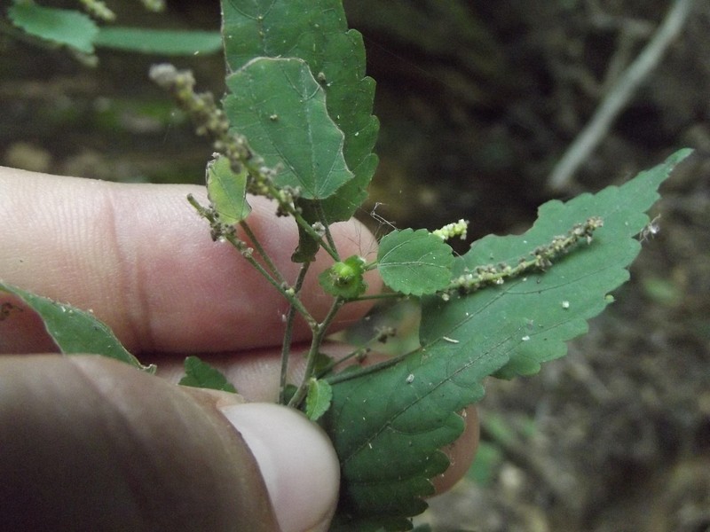 Acalypha verbenacea photo 2