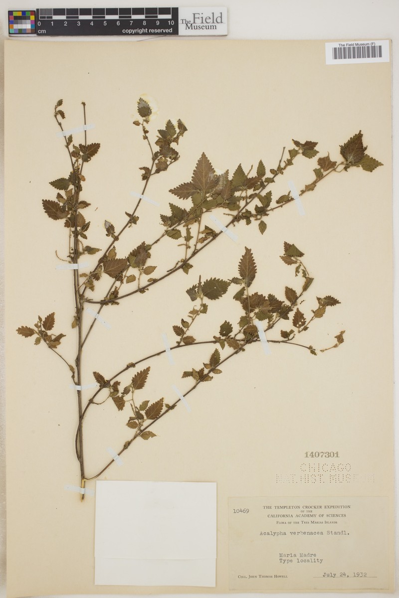 Acalypha verbenacea photo 3
