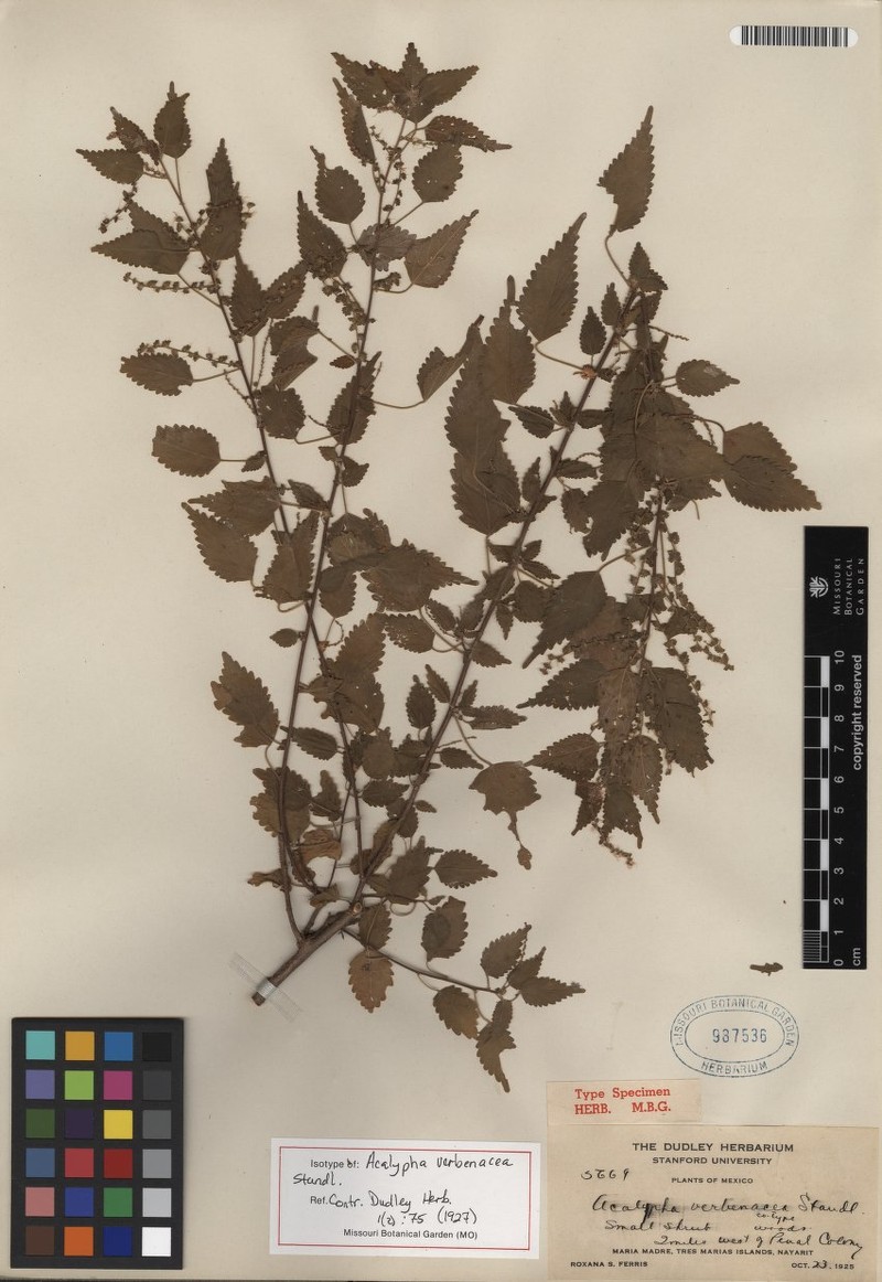 Acalypha verbenacea photo 4