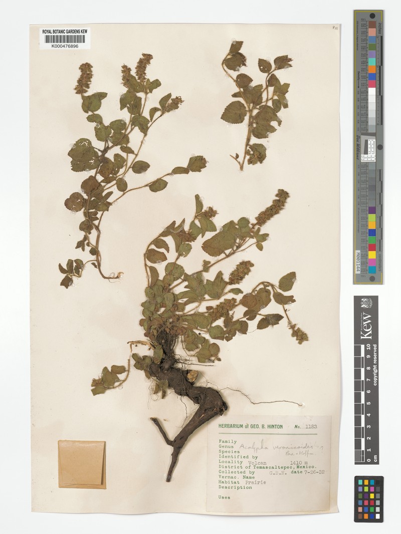 Acalypha veronicoides