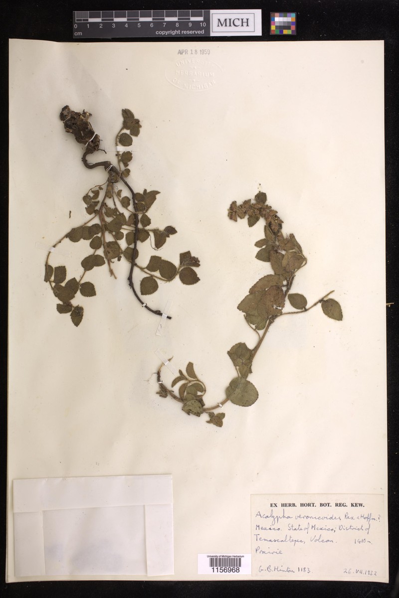 Acalypha veronicoides photo 2