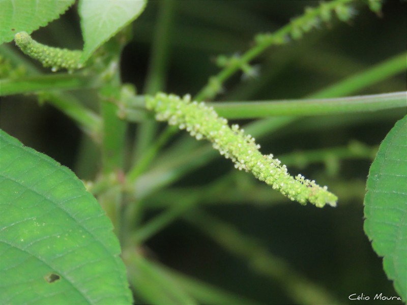 Acalypha villosa
