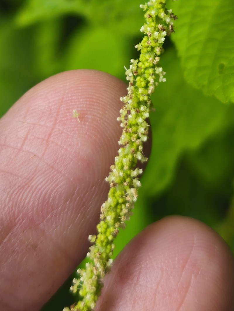 Acalypha villosa photo 2