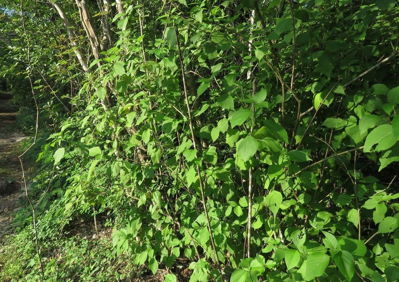 Acalypha villosa photo 3