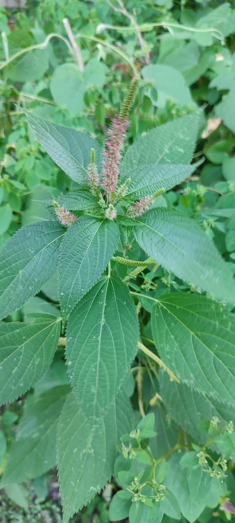 Acalypha villosa photo 4