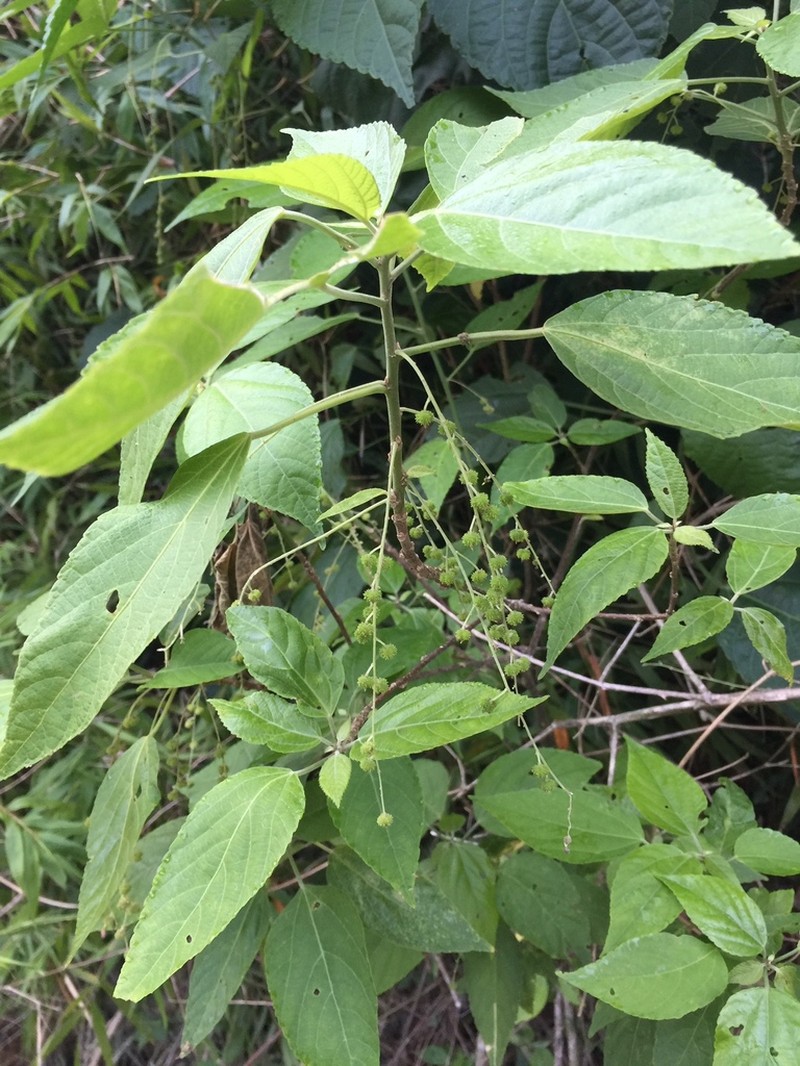 Acalypha villosa photo 5