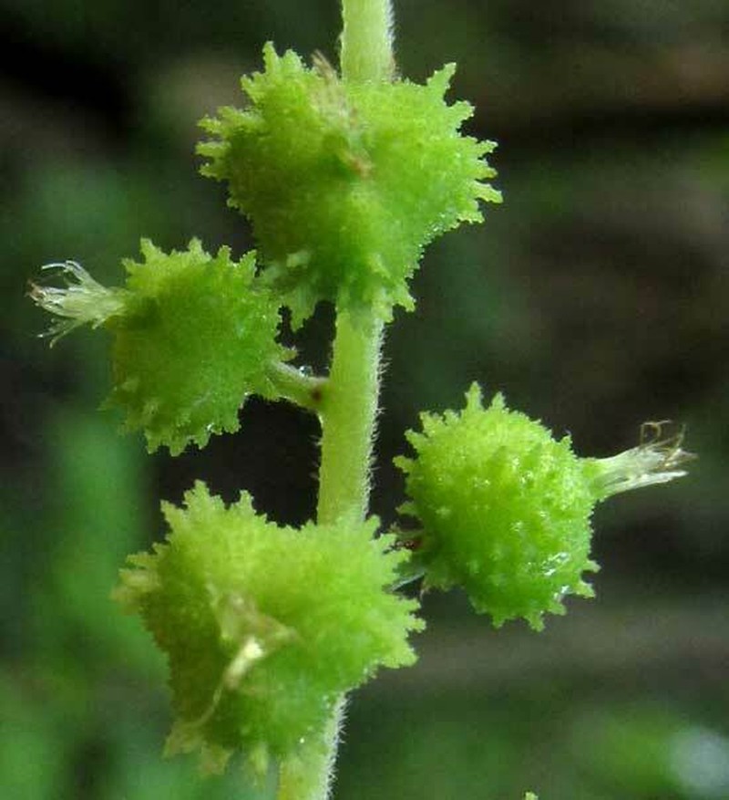 Acalypha villosa photo 6