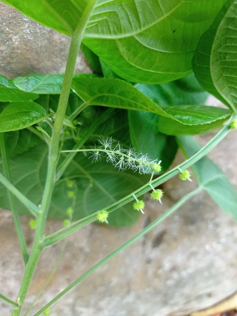 Acalypha villosa photo 7