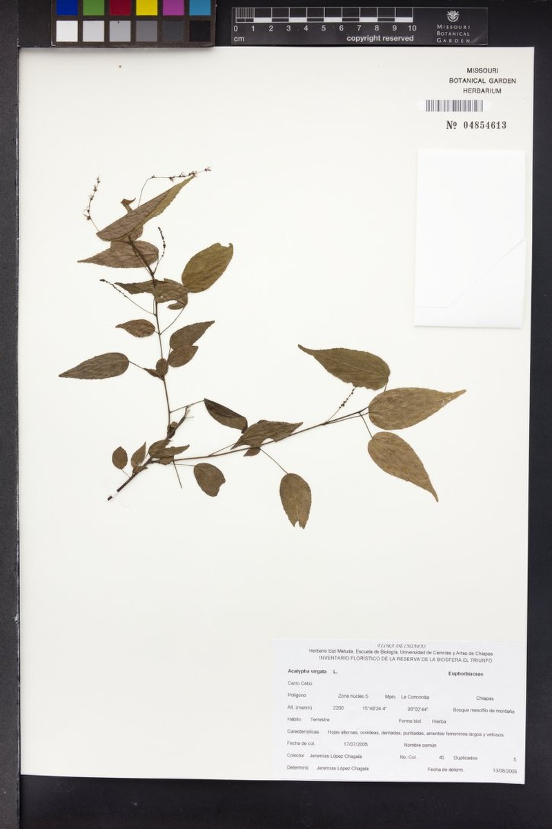 Acalypha virgata