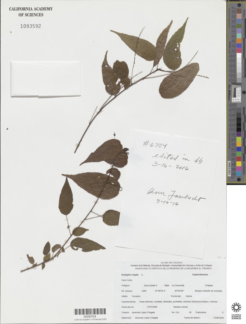 Acalypha virgata photo 2