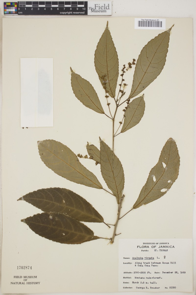 Acalypha virgata photo 3