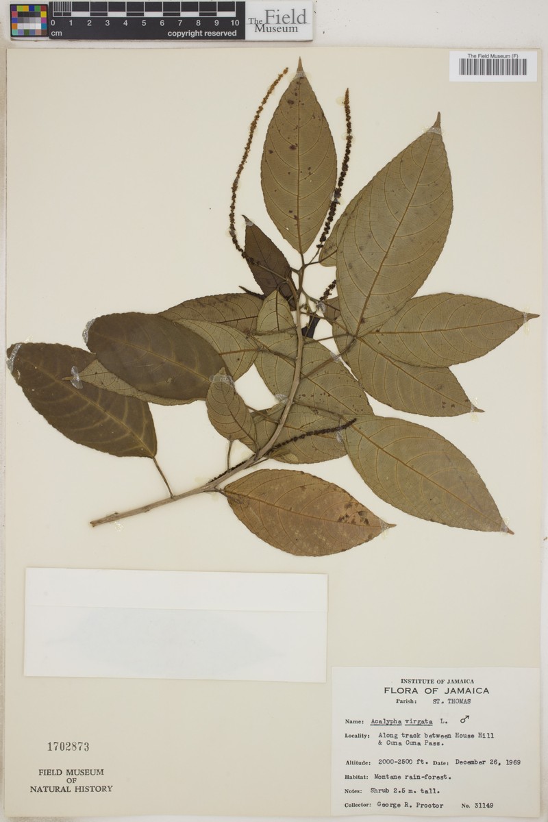 Acalypha virgata photo 4