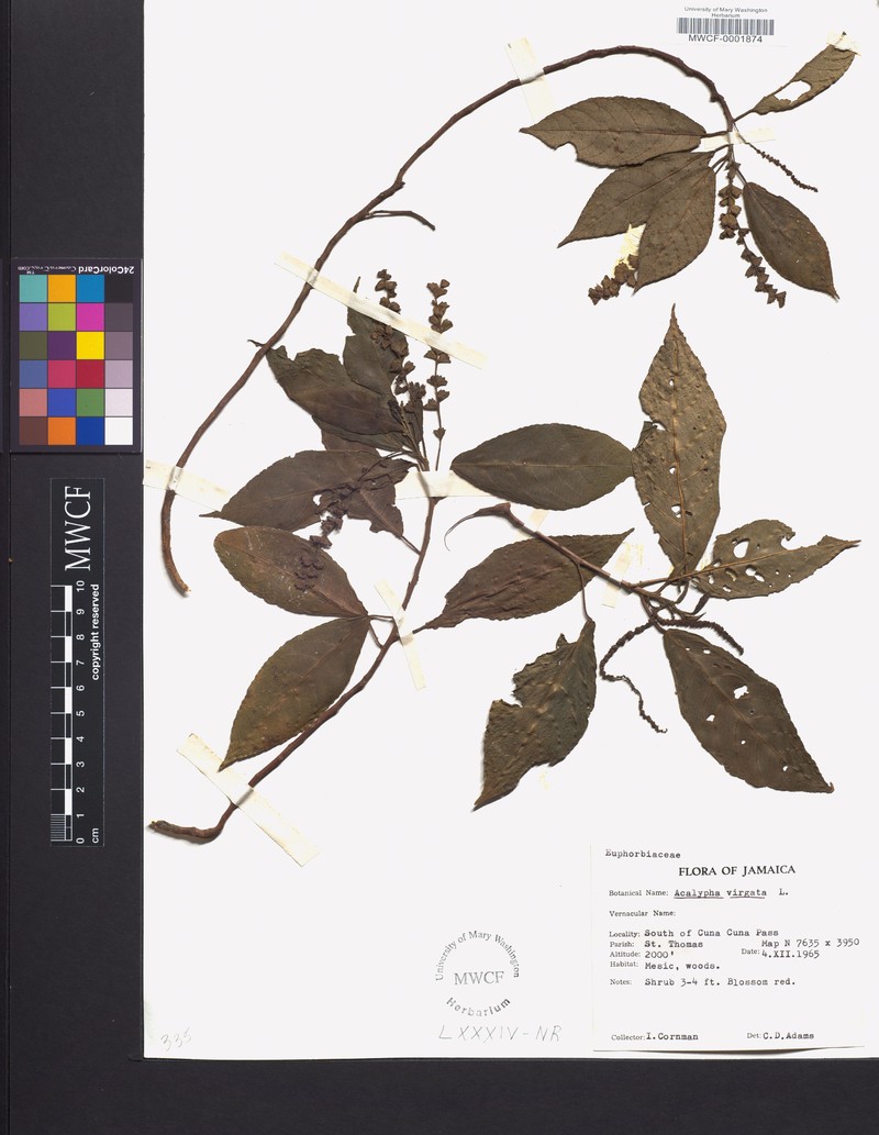 Acalypha virgata photo 5