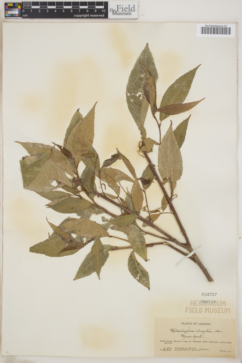 Acalypha virgata photo 6