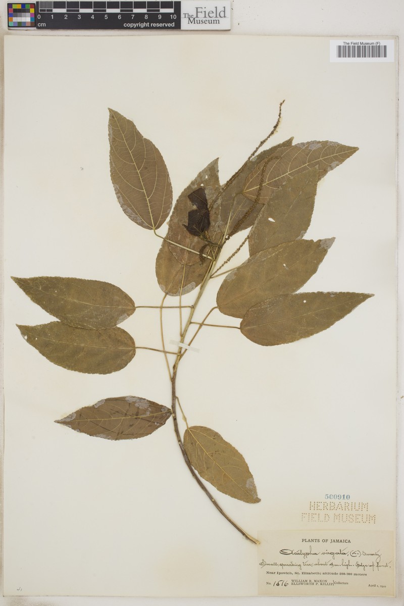 Acalypha virgata photo 7