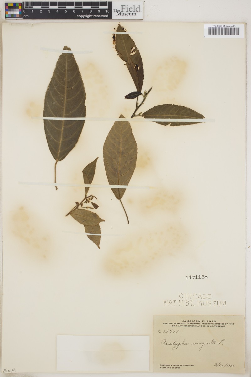 Acalypha virgata photo 8