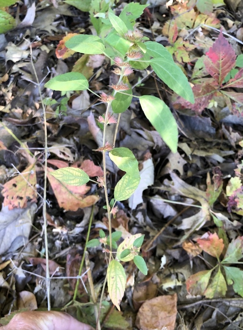 Virginia Threeseed Mercury photo 3