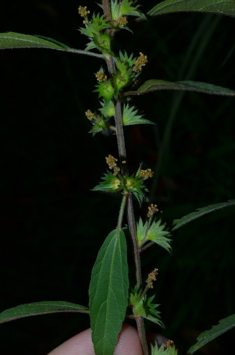 Virginia Threeseed Mercury photo 4
