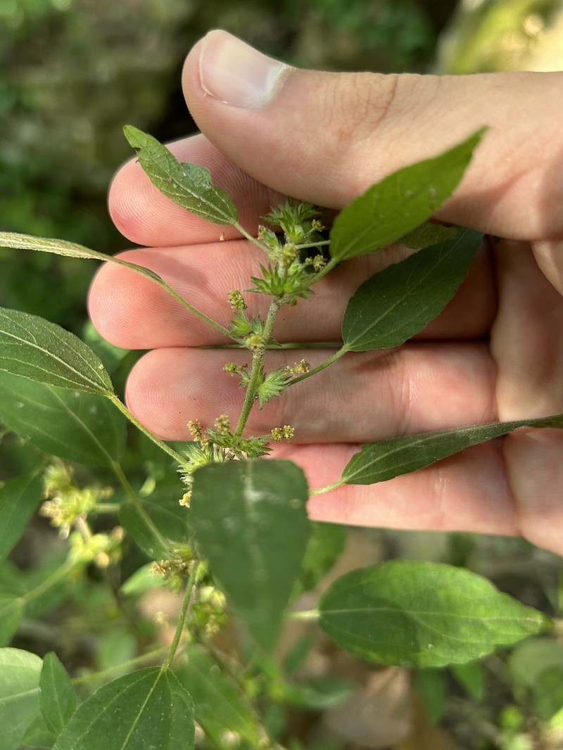 Virginia Threeseed Mercury photo 5