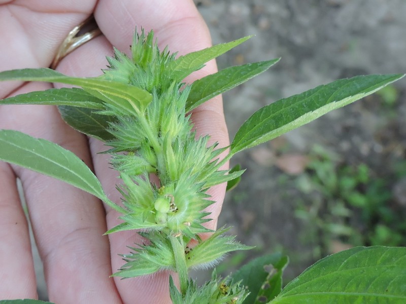 Virginia Threeseed Mercury photo 6