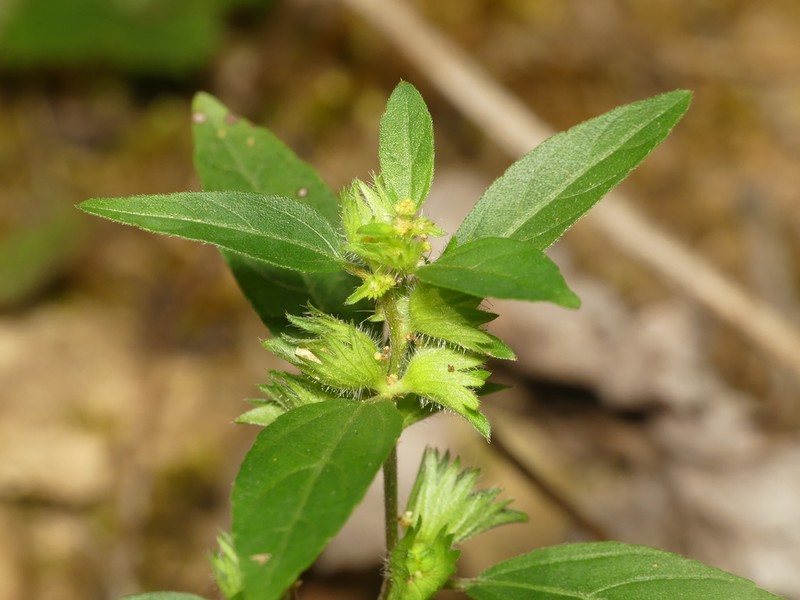Virginia Threeseed Mercury photo 7