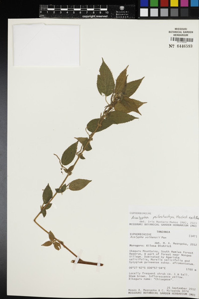Acalypha volkensii photo 2