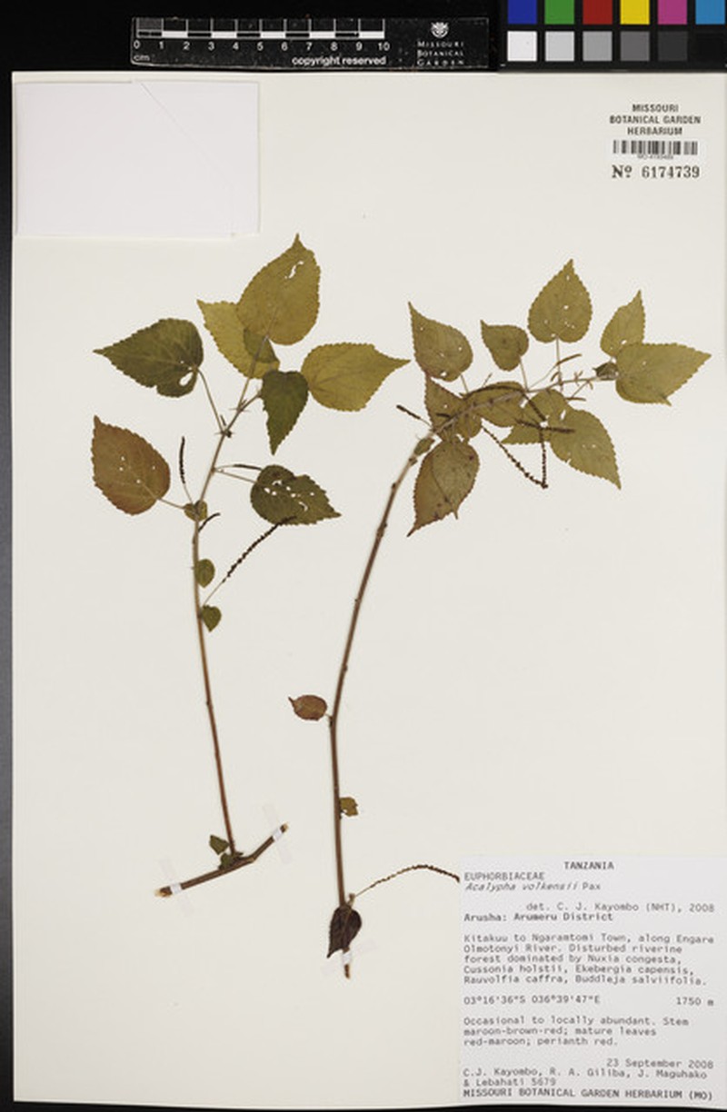Acalypha volkensii photo 3