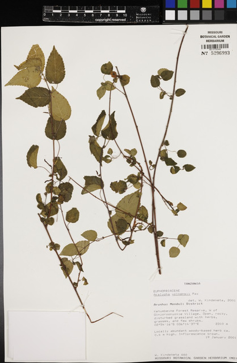 Acalypha volkensii photo 4