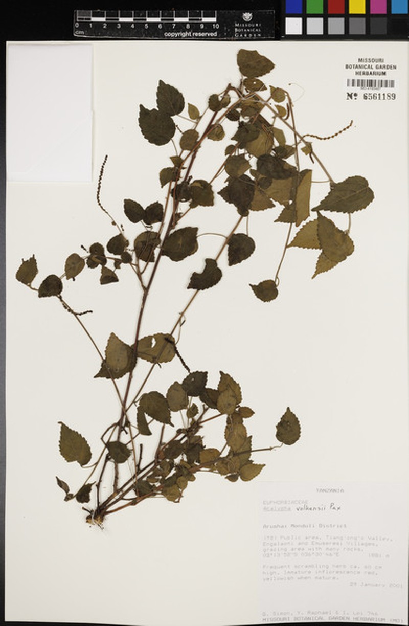 Acalypha volkensii photo 5