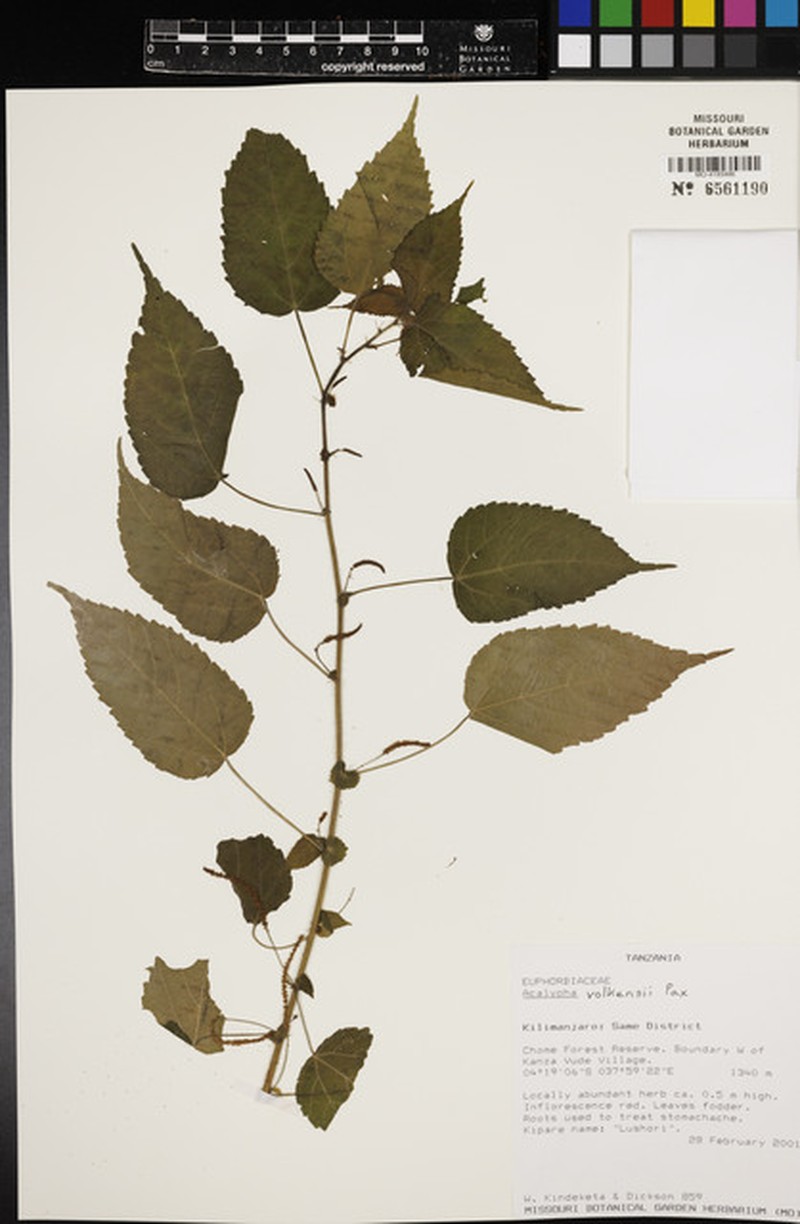 Acalypha volkensii photo 6