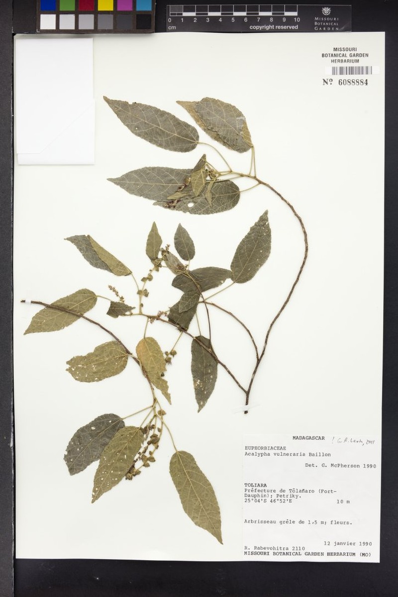 Acalypha vulneraria