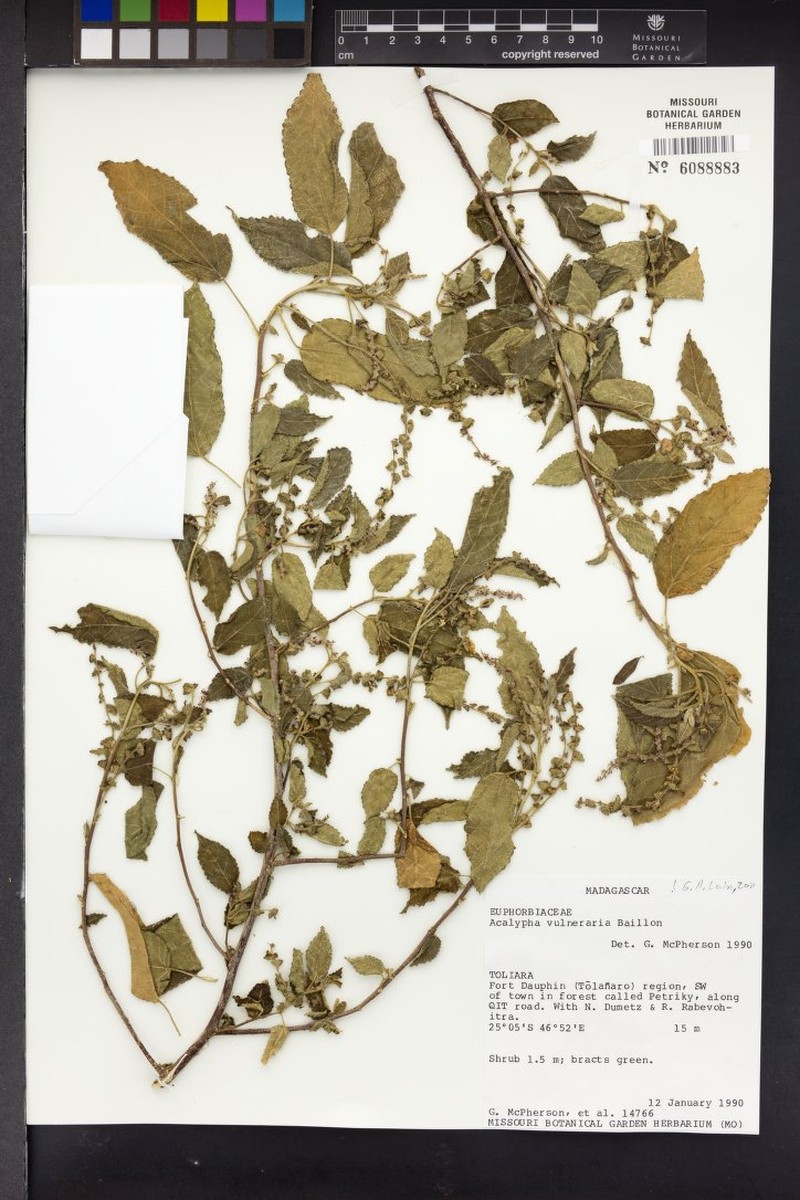 Acalypha vulneraria photo 2