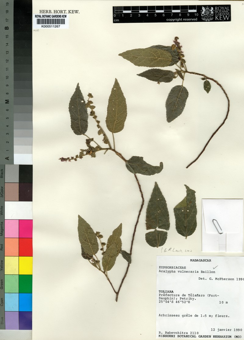Acalypha vulneraria photo 3