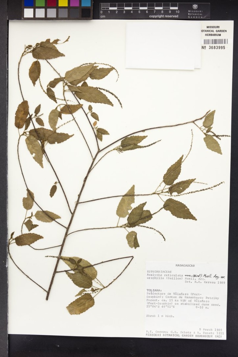 Acalypha vulneraria photo 4