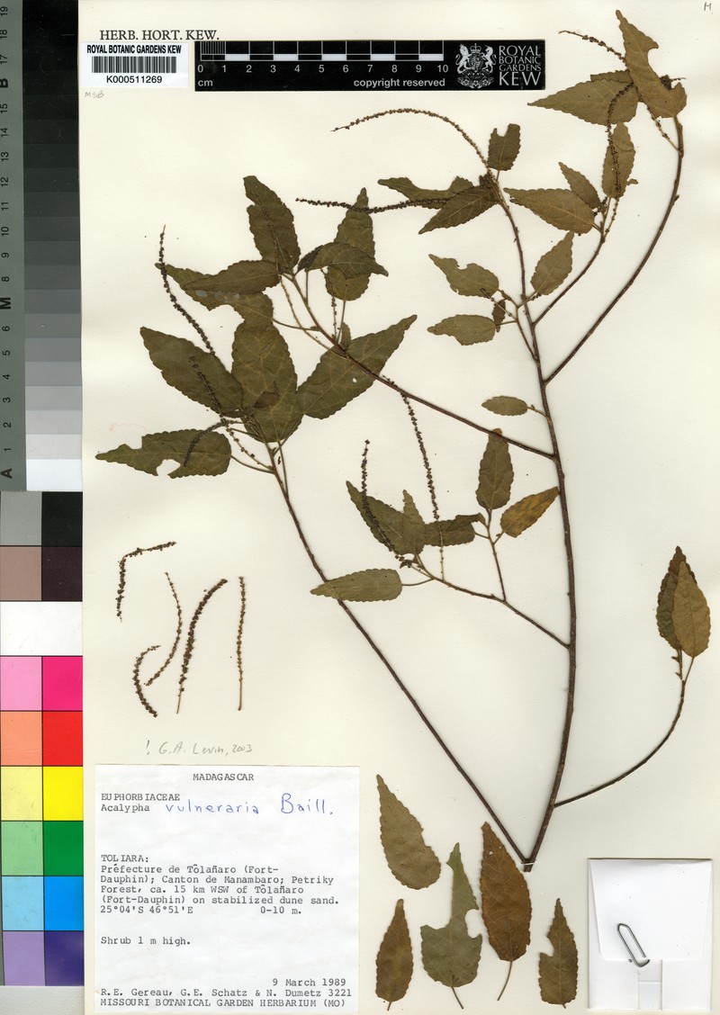 Acalypha vulneraria photo 5