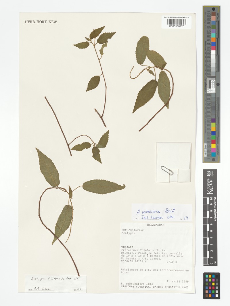 Acalypha vulneraria photo 6