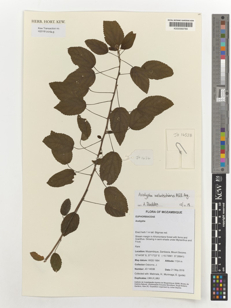 Acalypha welwitschiana photo 2