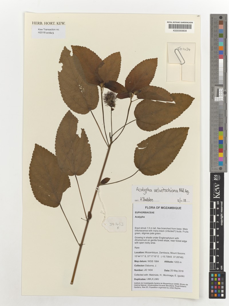 Acalypha welwitschiana photo 3