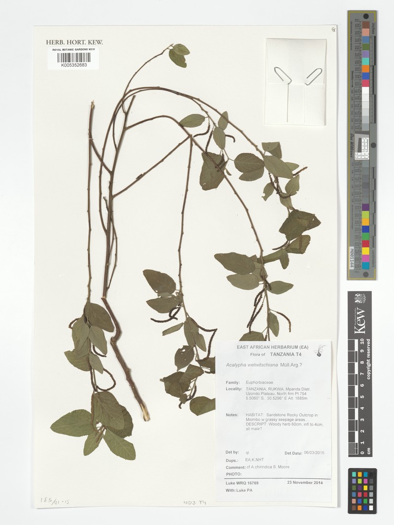Acalypha welwitschiana photo 4