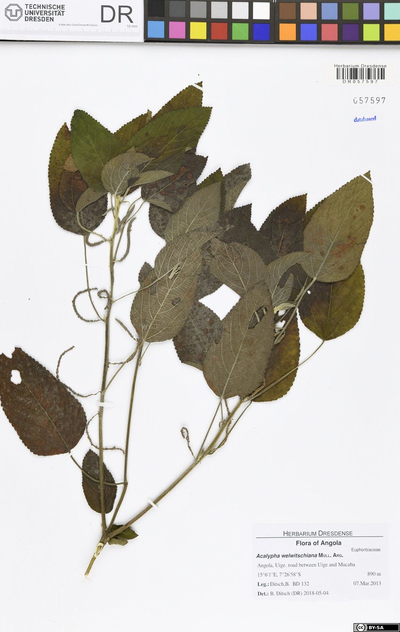 Acalypha welwitschiana photo 5