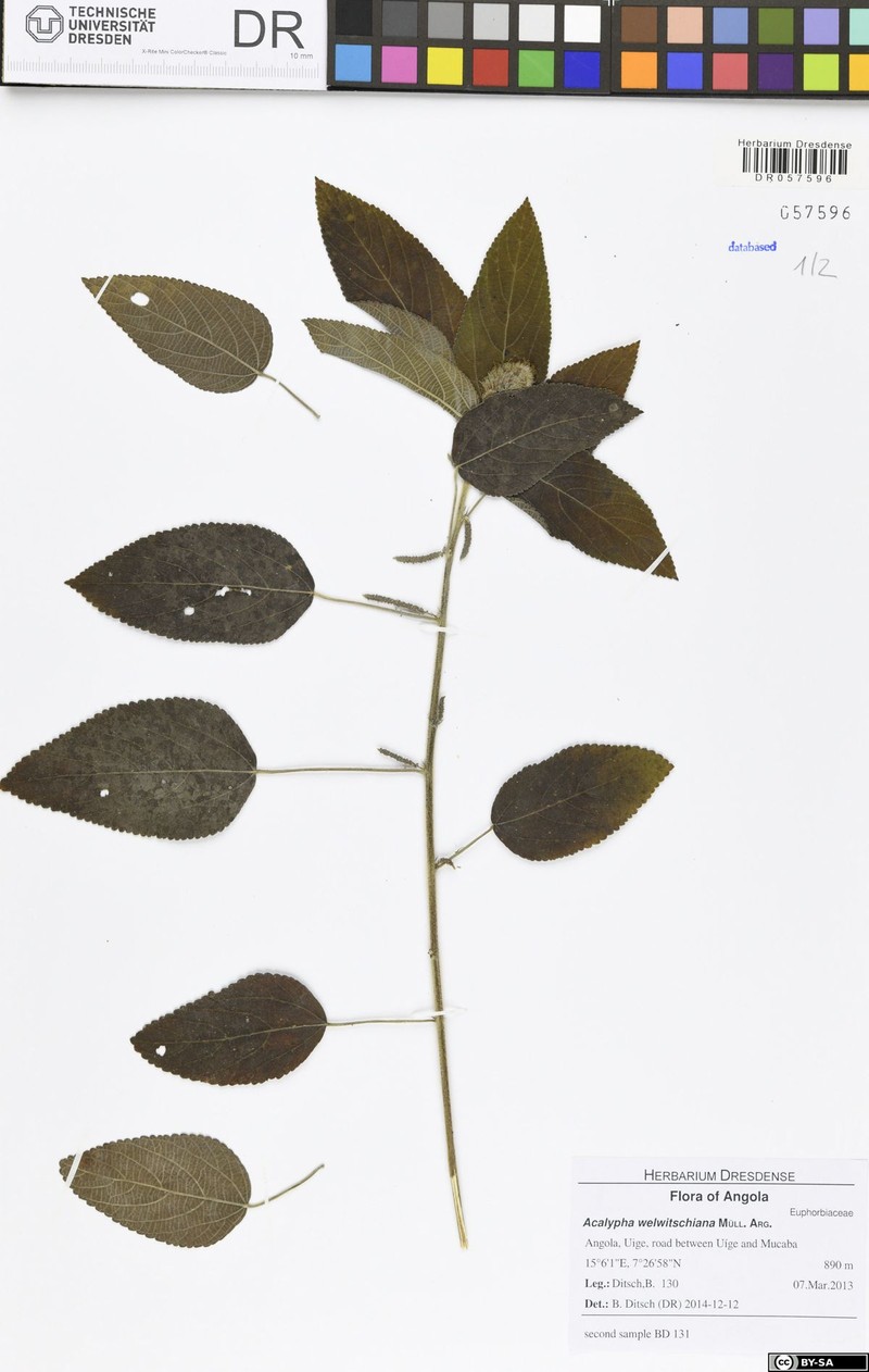 Acalypha welwitschiana photo 6