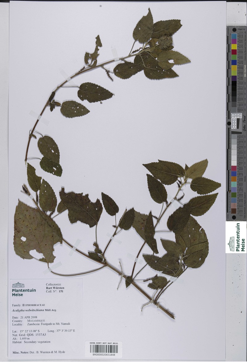 Acalypha welwitschiana photo 7