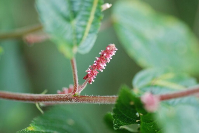 Acalypha welwitschiana