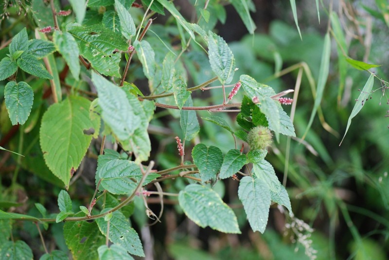 Acalypha welwitschiana photo 8